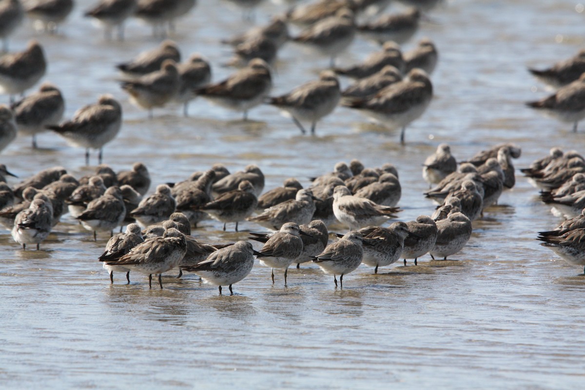 Bécasseau maubèche - ML644446812