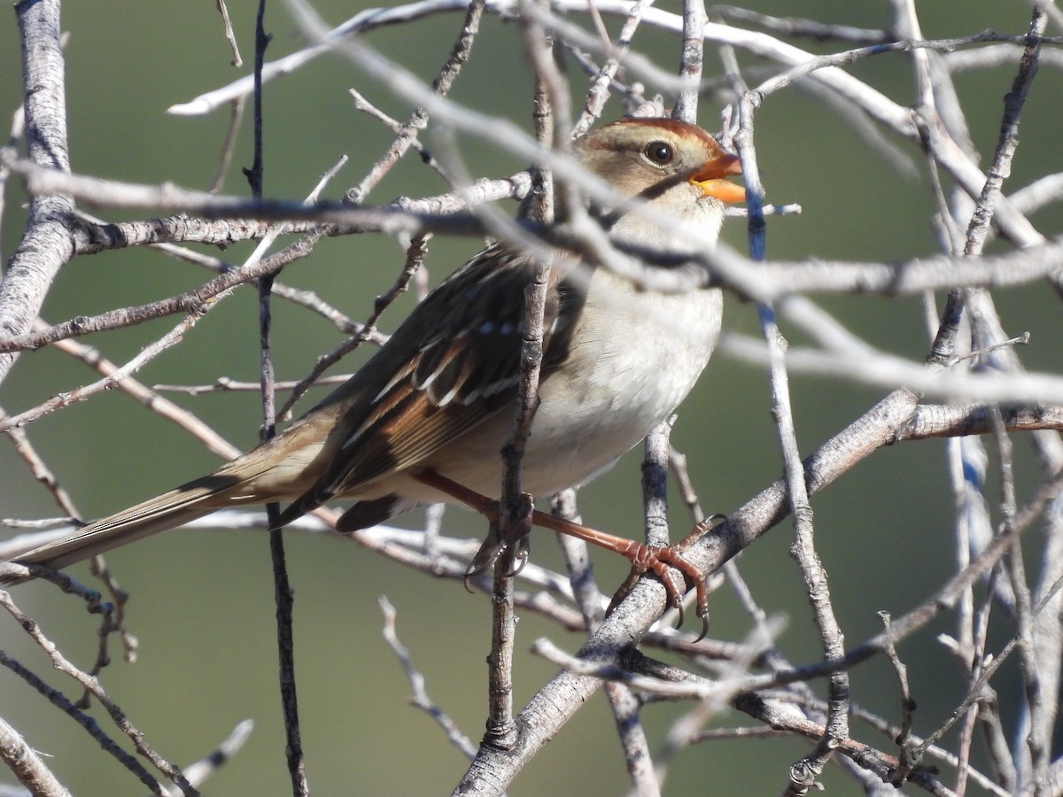White-crowned Sparrow - ML644446814