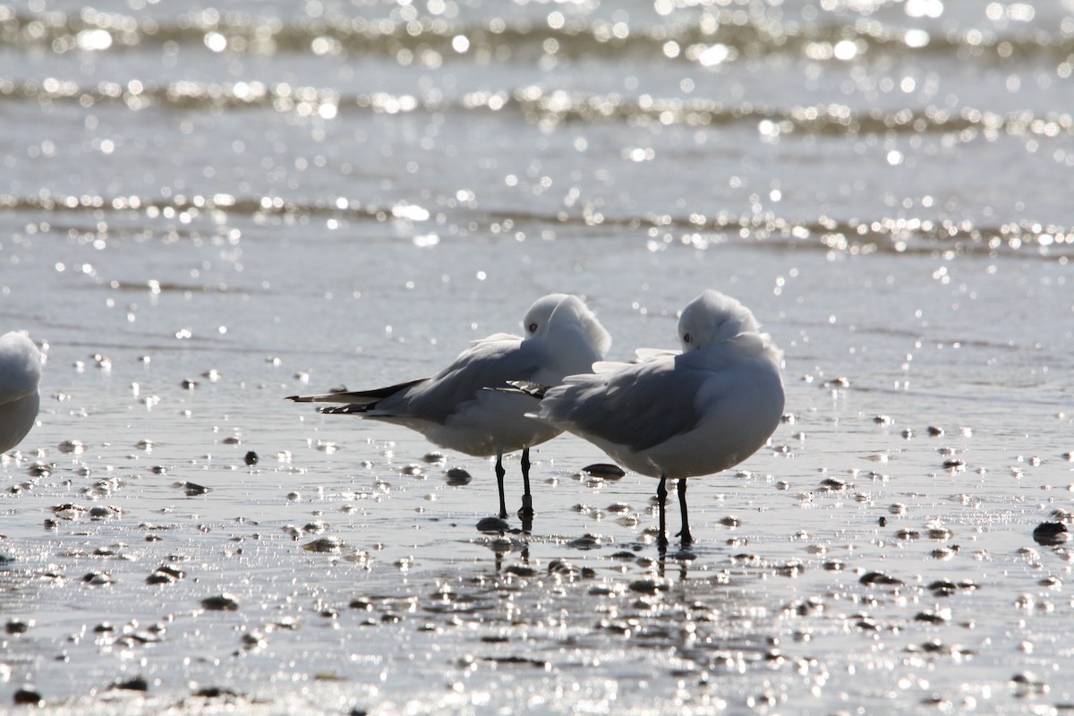 Маорийская чайка - ML644446819