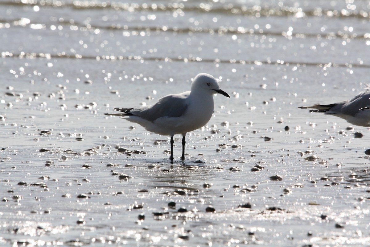 Маорийская чайка - ML644446820