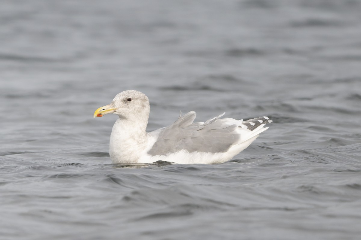 gråvingemåke - ML644446823