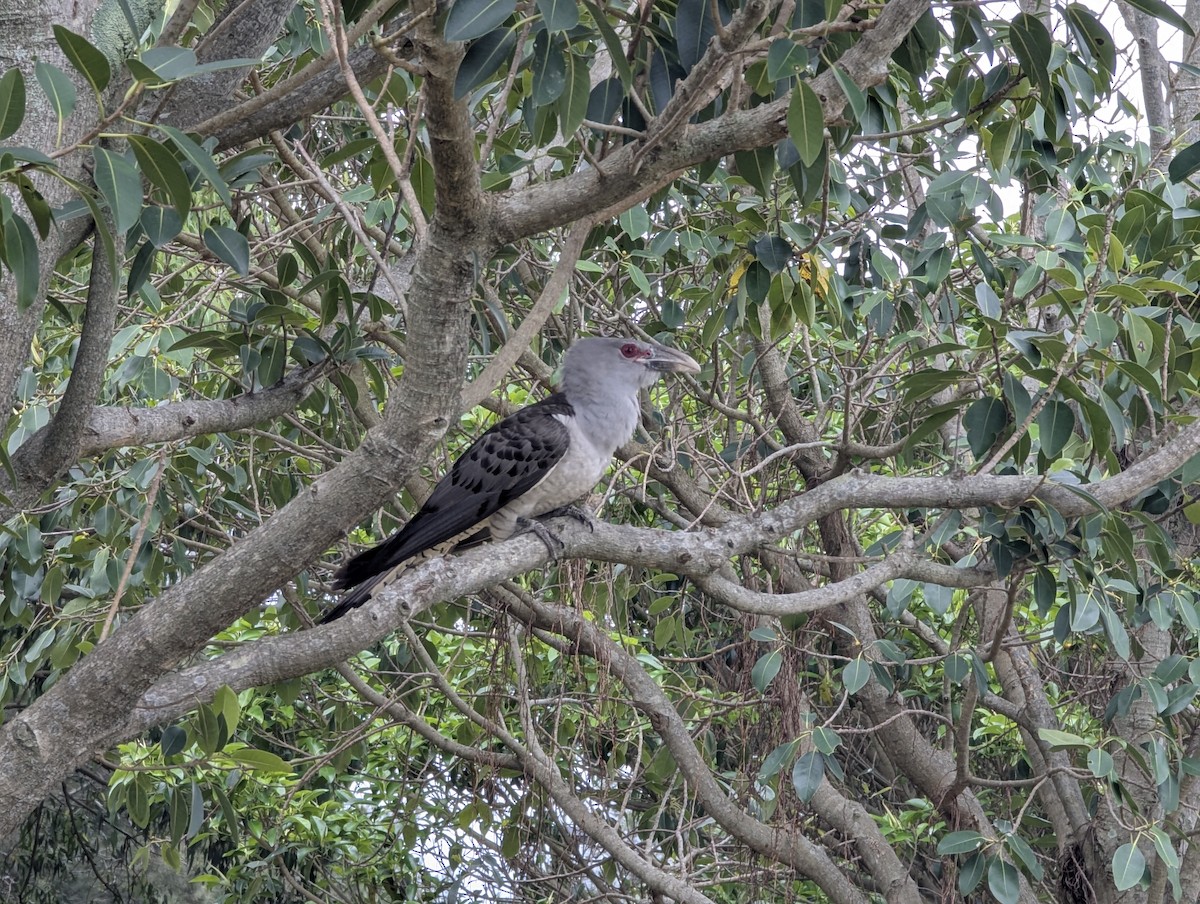 Channel-billed Cuckoo - ML644446827