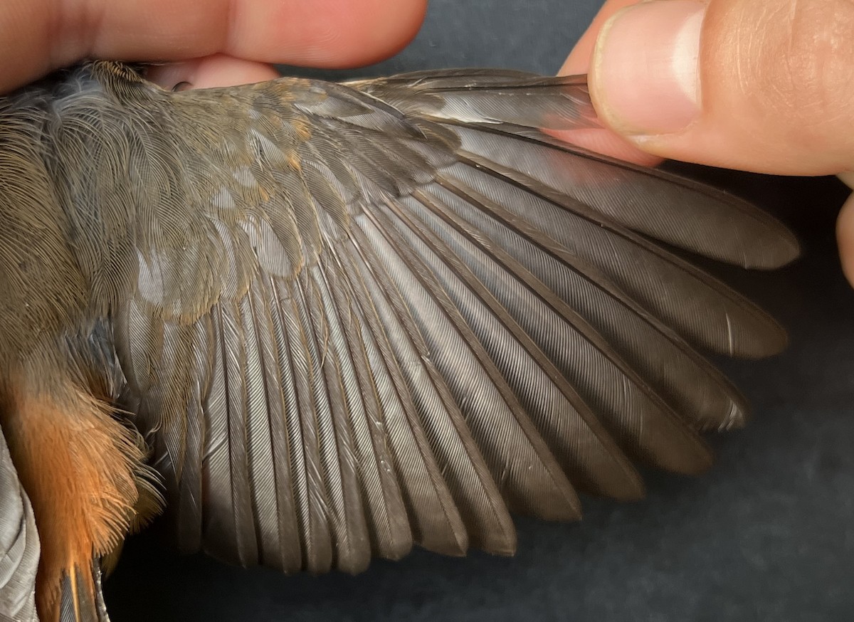 Micronesian Rufous Fantail (Marianas) - ML644446828