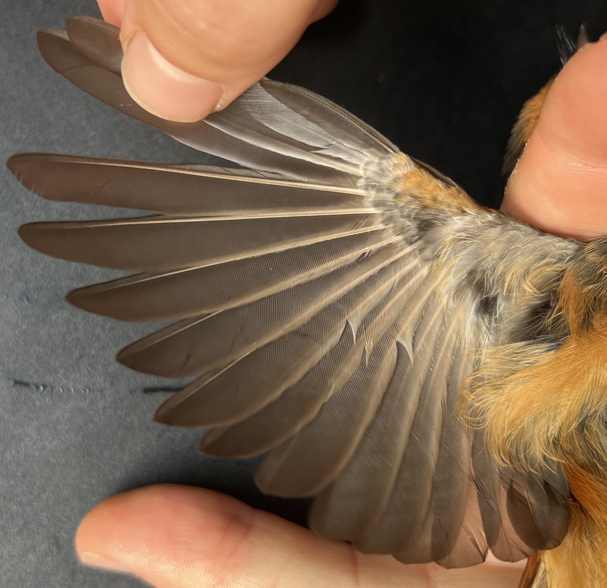 Micronesian Rufous Fantail (Marianas) - ML644446829