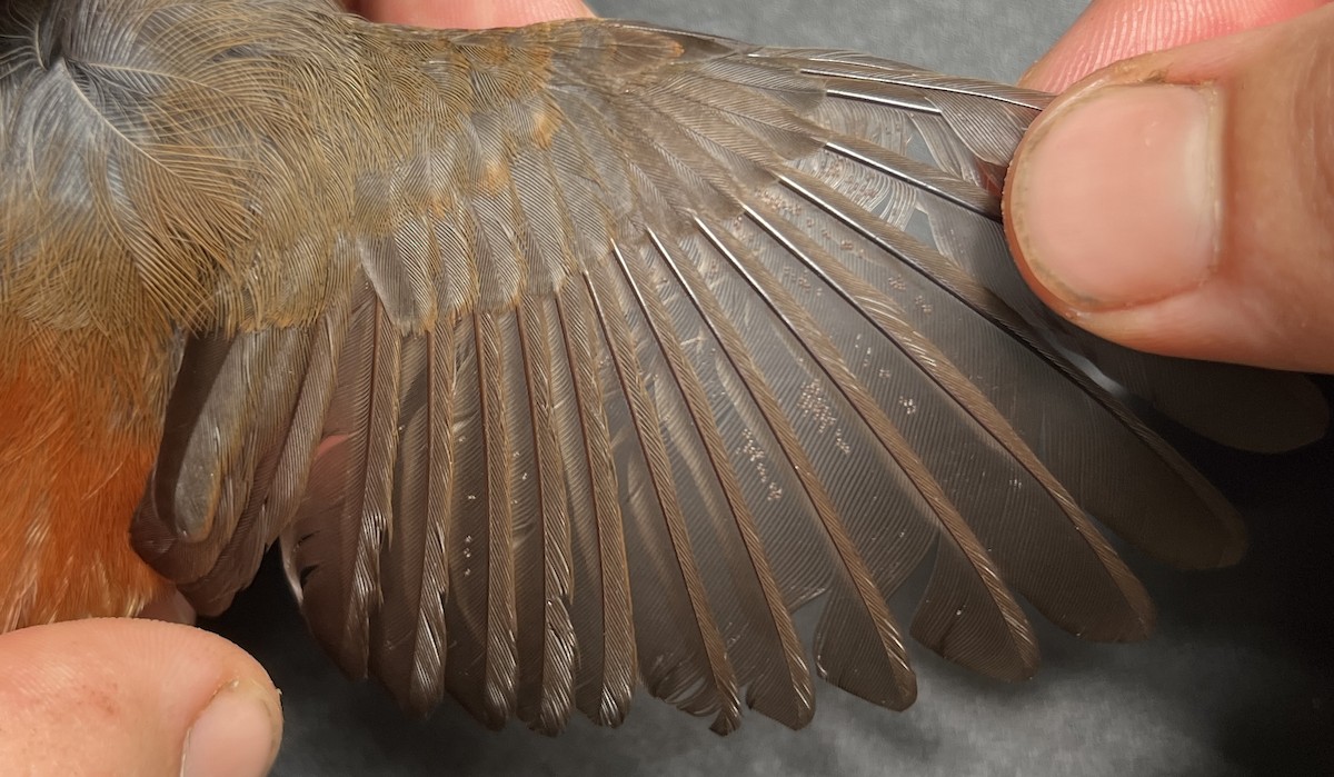 Micronesian Rufous Fantail (Marianas) - ML644446830