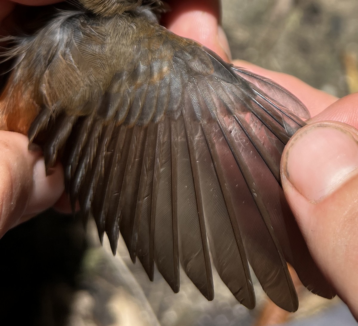Micronesian Rufous Fantail (Marianas) - ML644446831