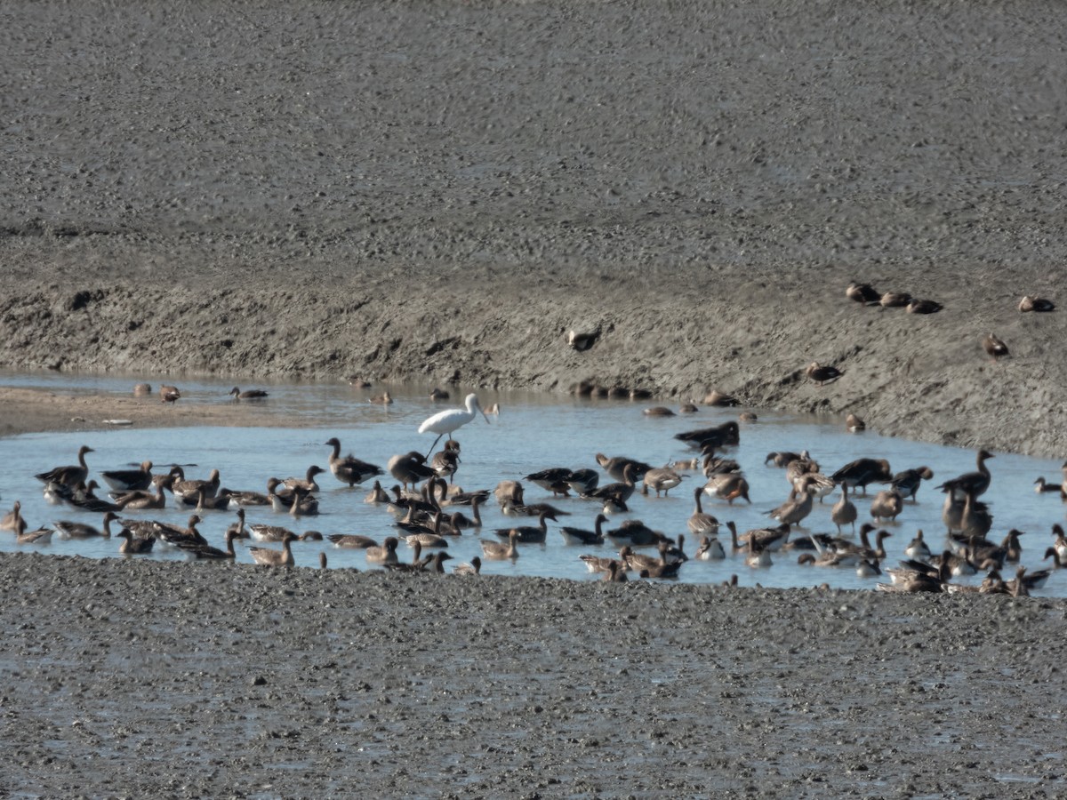 Petite Spatule - ML644446832