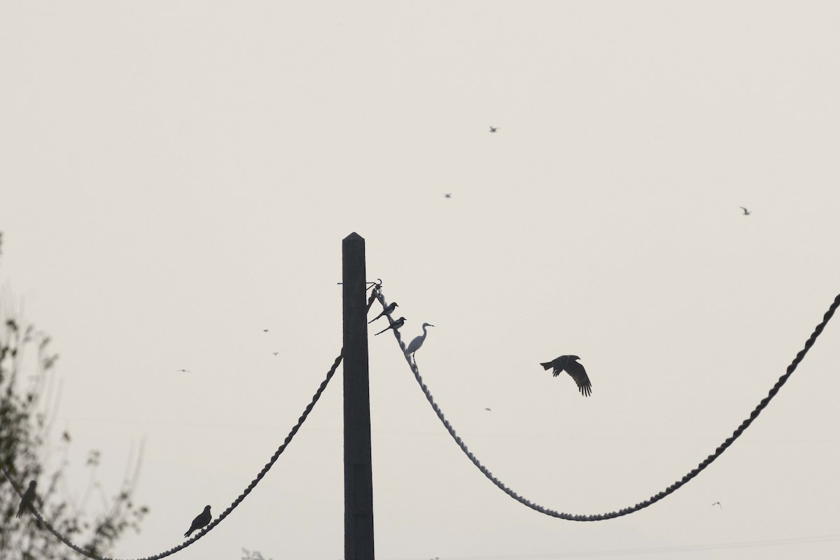 Black Kite - ML644446840