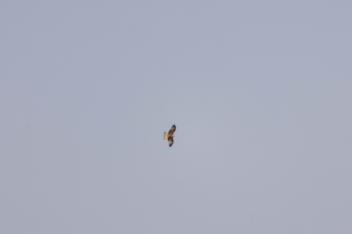 Black Kite - ML644446841