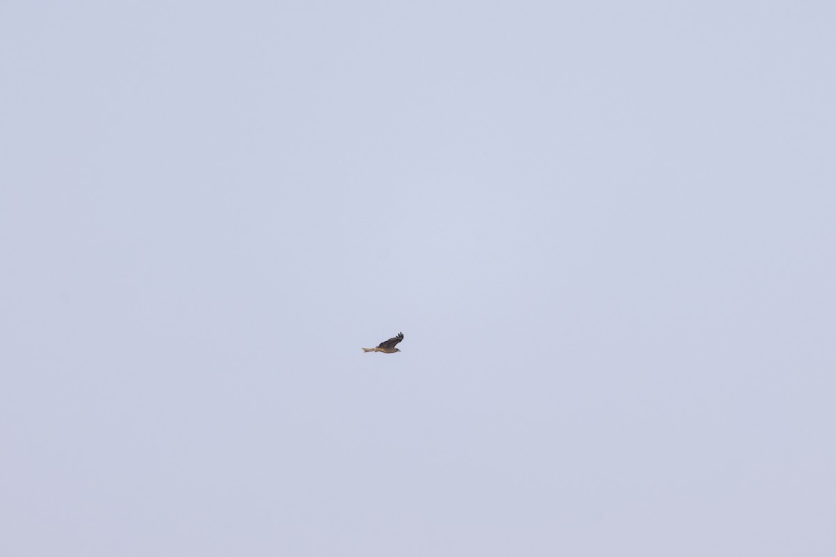Black Kite - ML644446842