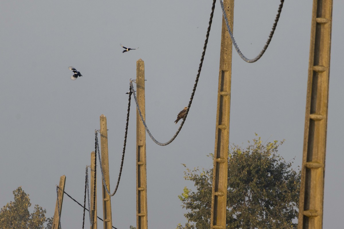 Black Kite - ML644446843