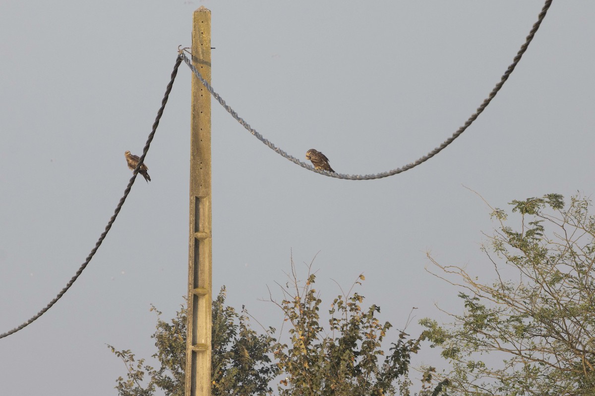 Black Kite - ML644446844