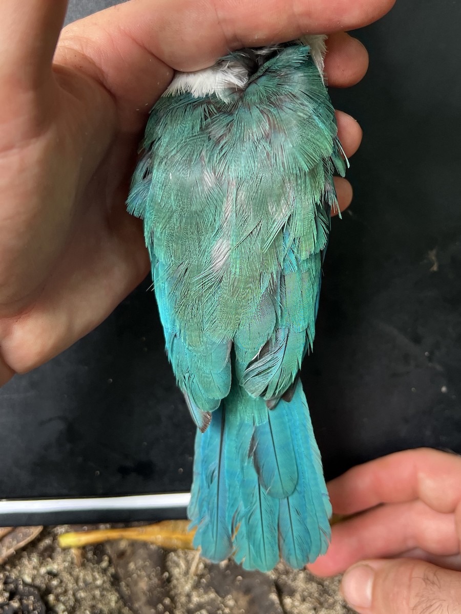 Mariana Kingfisher - ML644446845