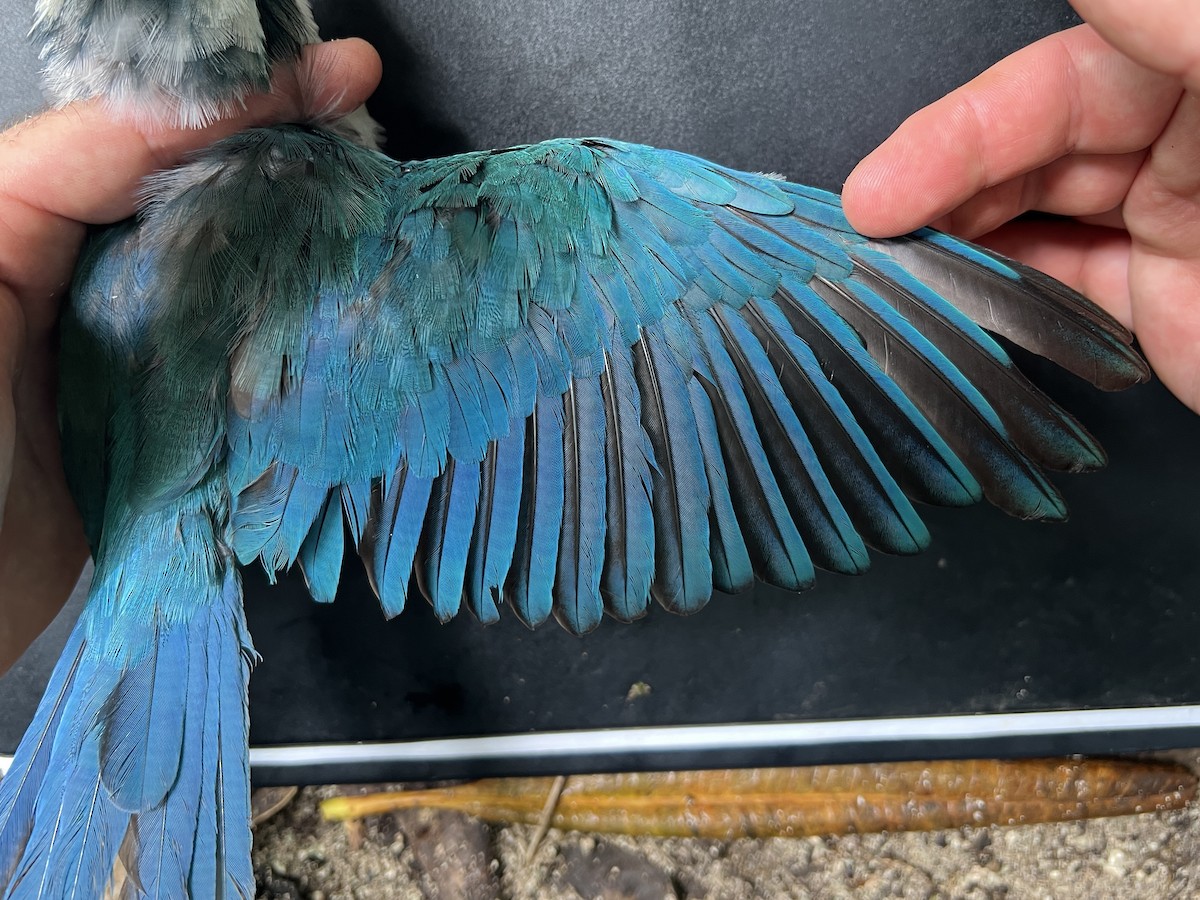 Mariana Kingfisher - ML644446846