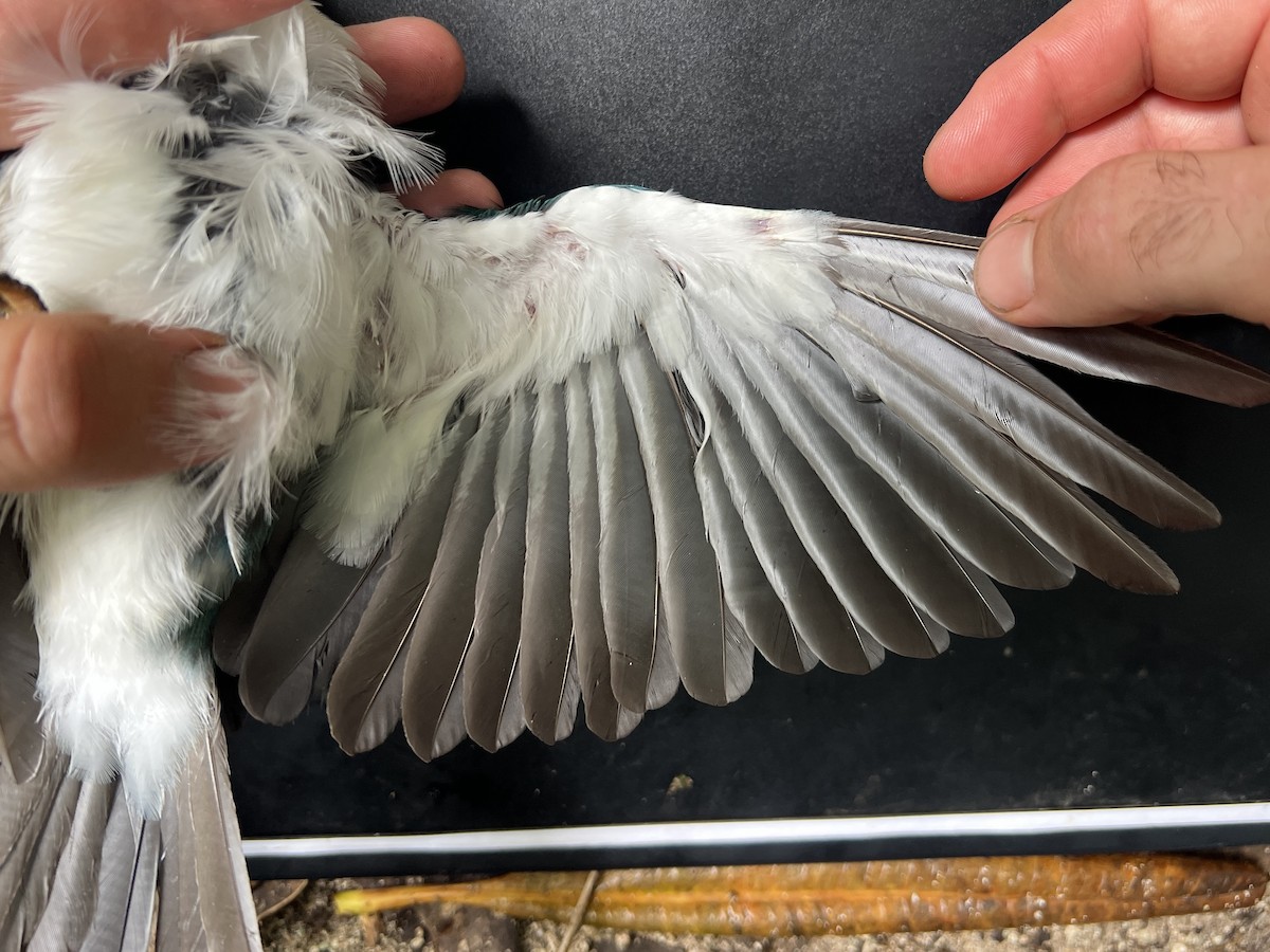 Mariana Kingfisher - ML644446847