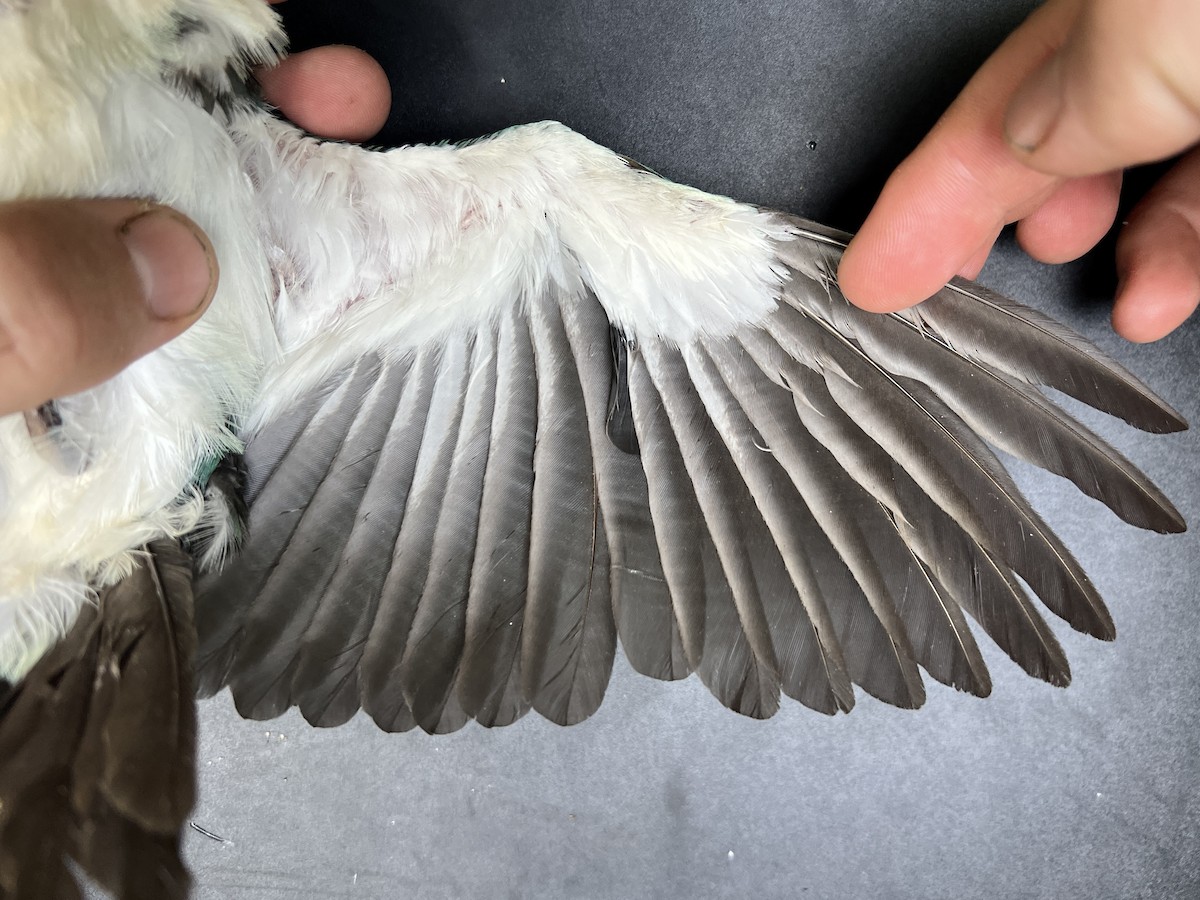 Mariana Kingfisher - ML644446848