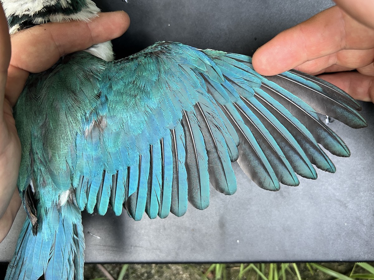 Mariana Kingfisher - ML644446849