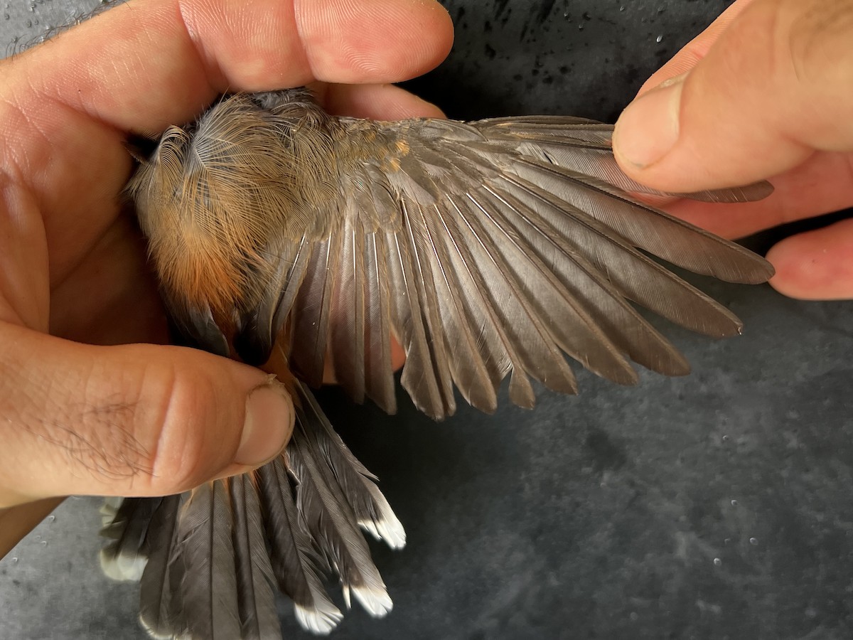 Micronesian Rufous Fantail (Marianas) - ML644446856