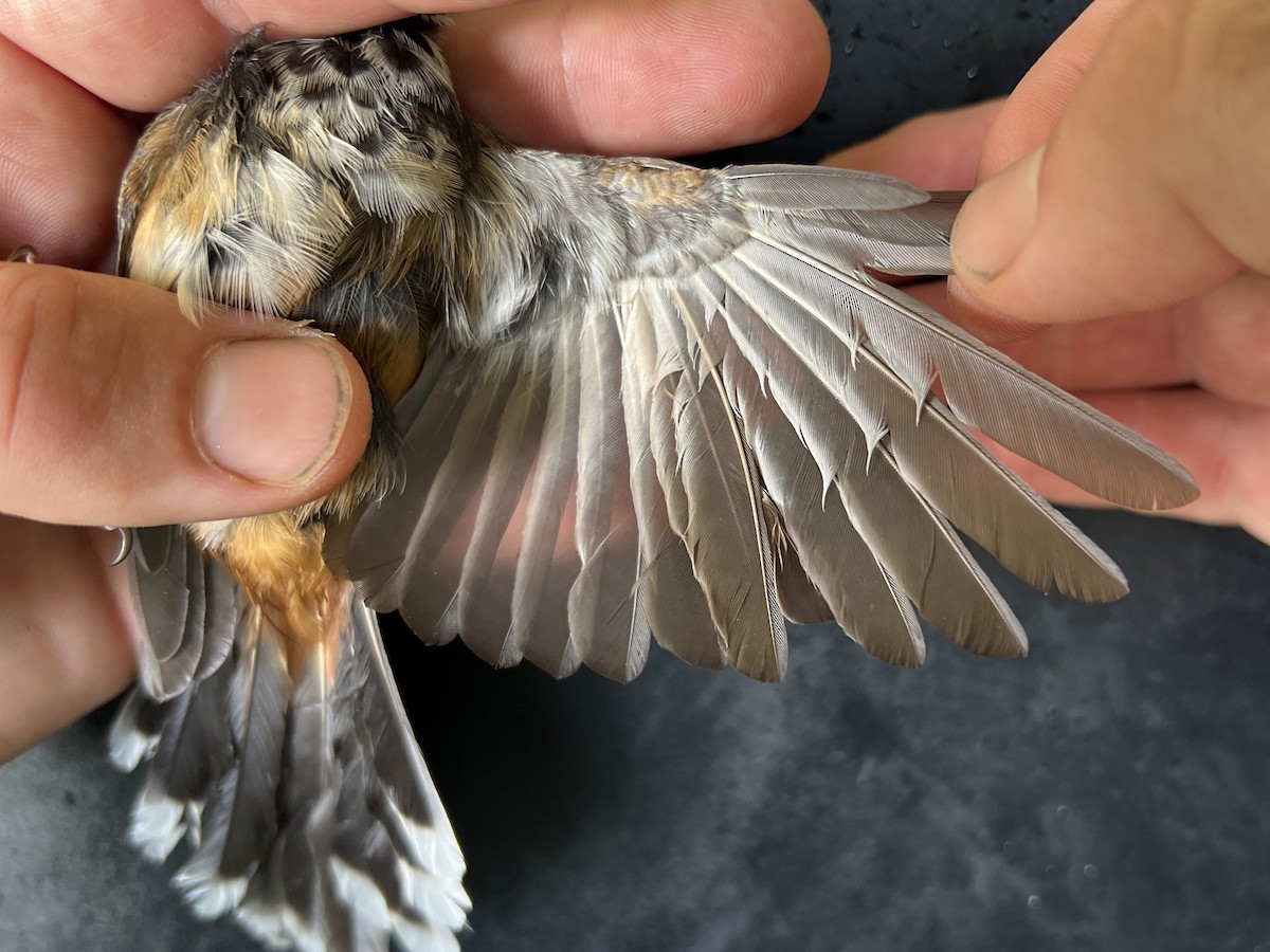 Micronesian Rufous Fantail (Marianas) - ML644446857