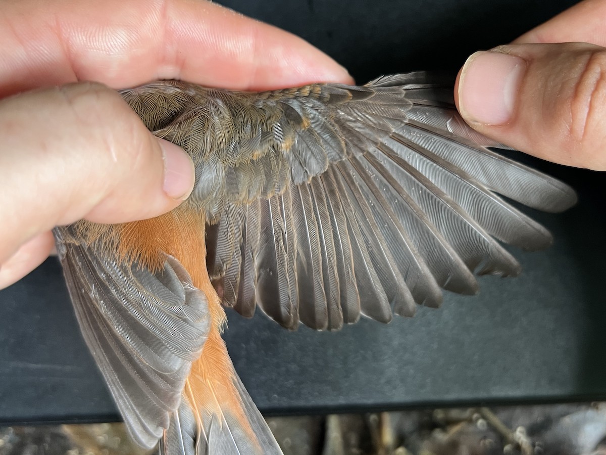 Micronesian Rufous Fantail (Marianas) - ML644446858
