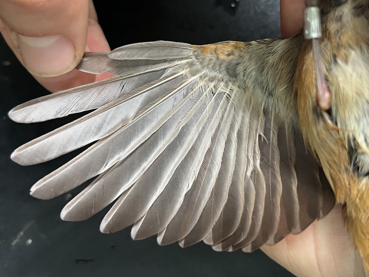 Micronesian Rufous Fantail (Marianas) - ML644446859
