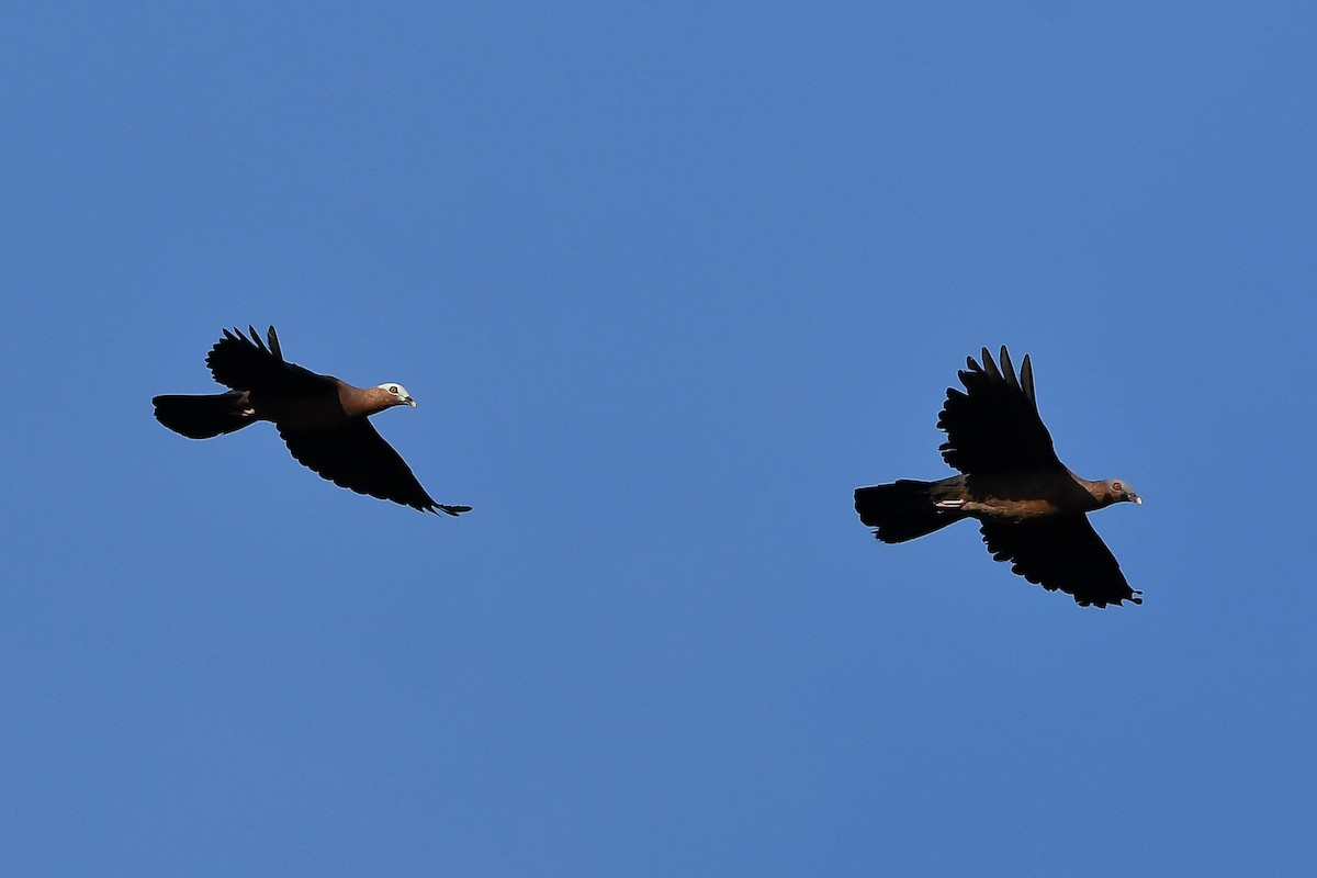 ムラサキモリバト - ML644446863