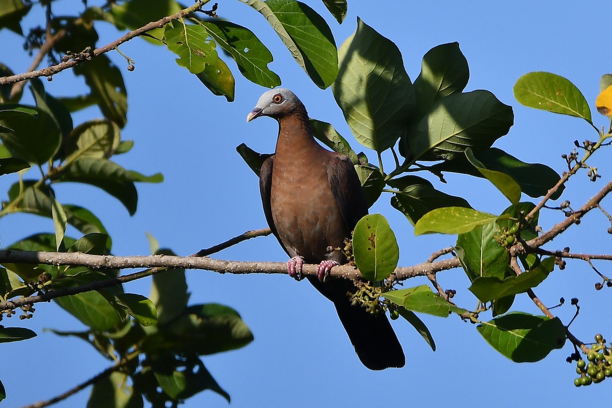 ムラサキモリバト - ML644446864