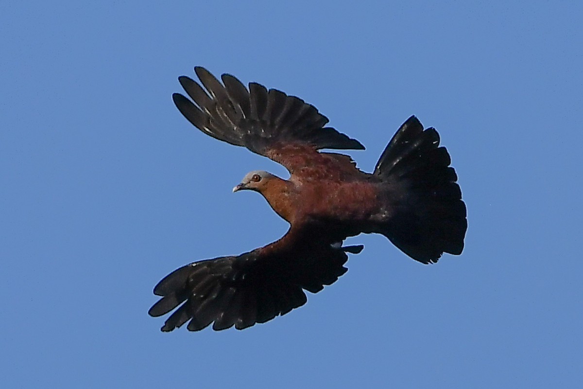 ムラサキモリバト - ML644446866