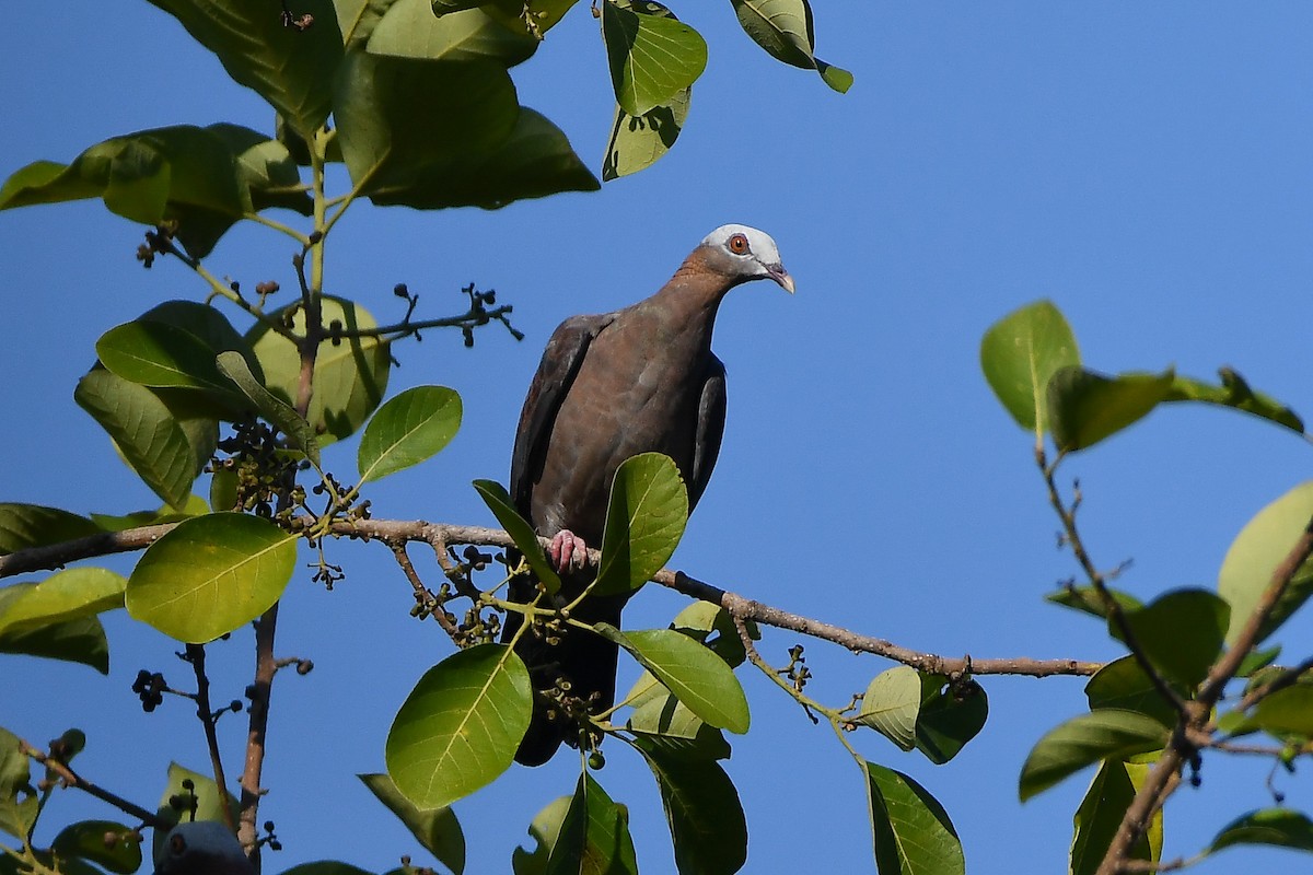 ムラサキモリバト - ML644446867