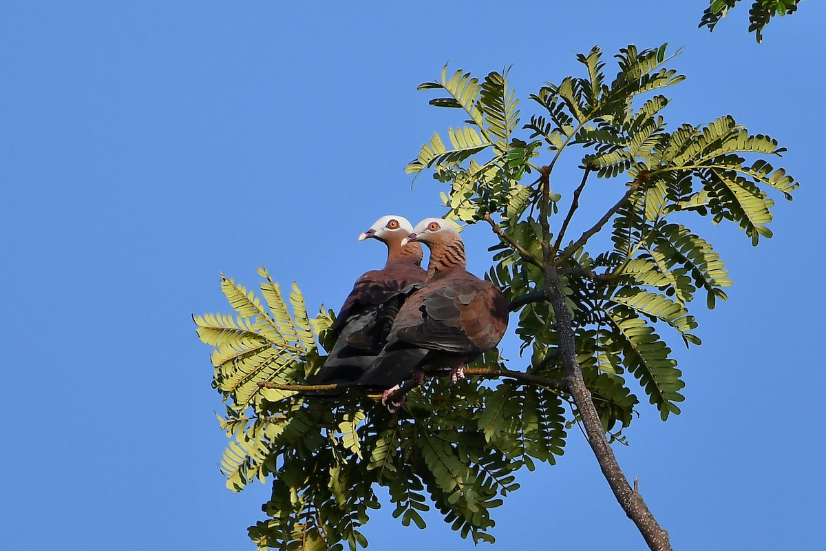 ムラサキモリバト - ML644446868