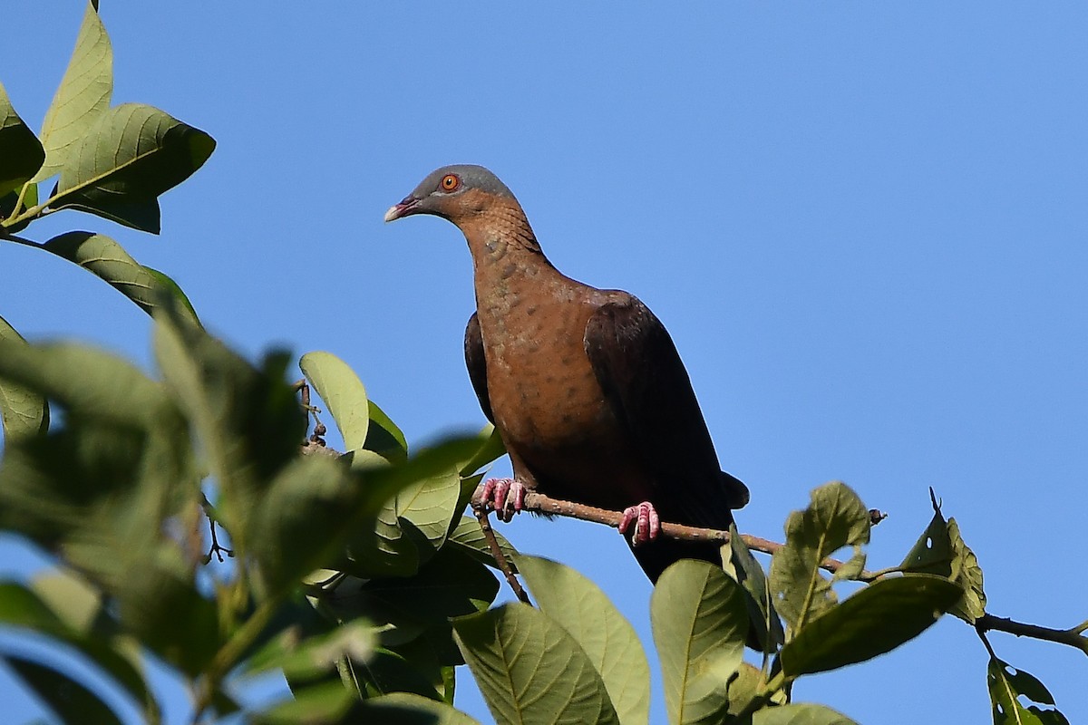 ムラサキモリバト - ML644446869