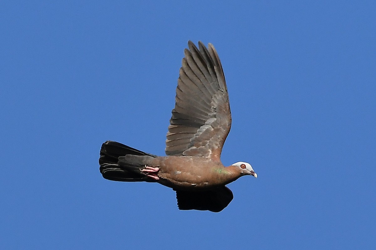 ムラサキモリバト - ML644446870