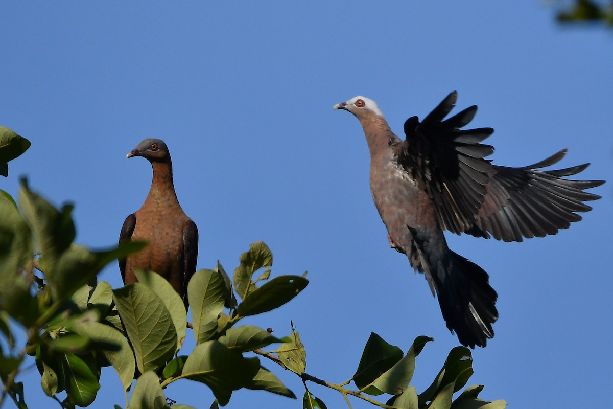 ムラサキモリバト - ML644446871