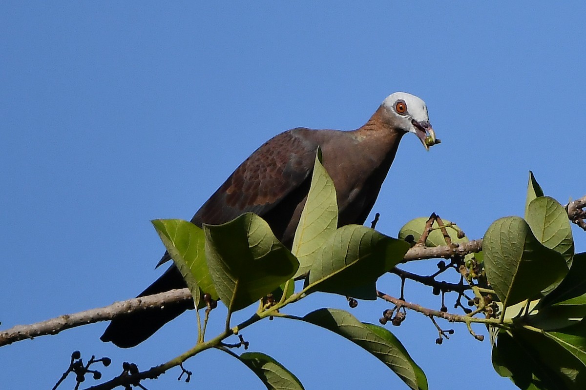 ムラサキモリバト - ML644446872