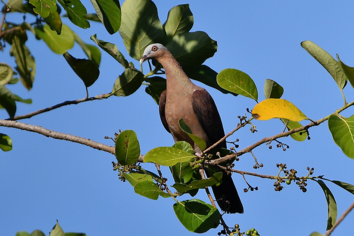 ムラサキモリバト - ML644446873