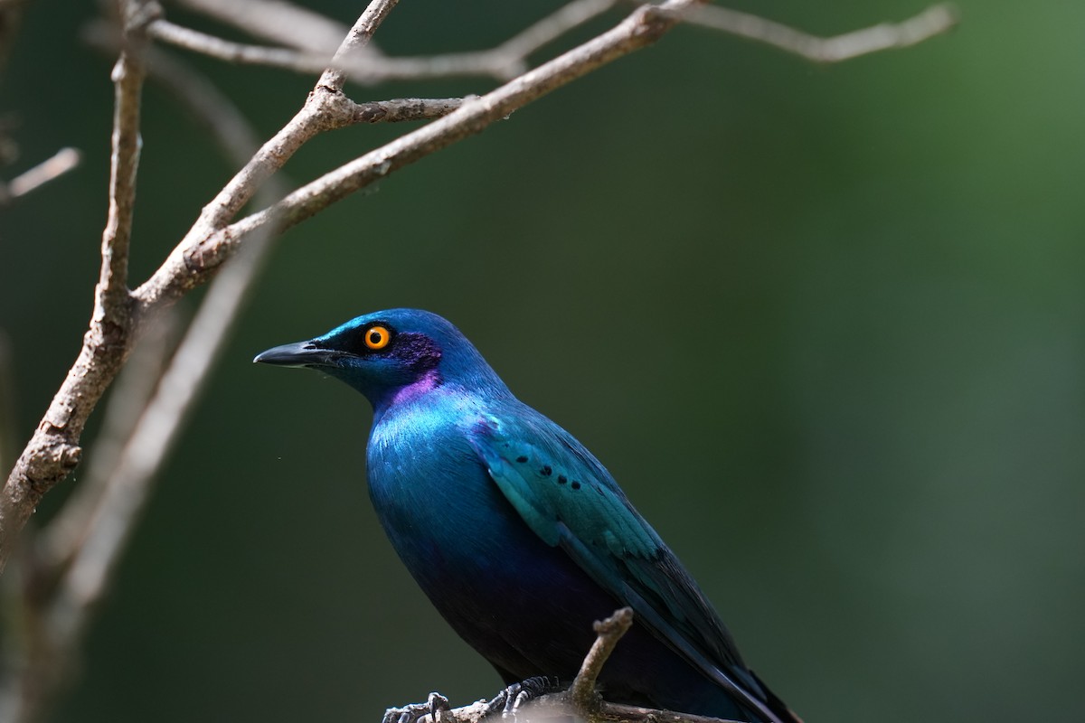 Greater Blue-eared Starling - ML644446881