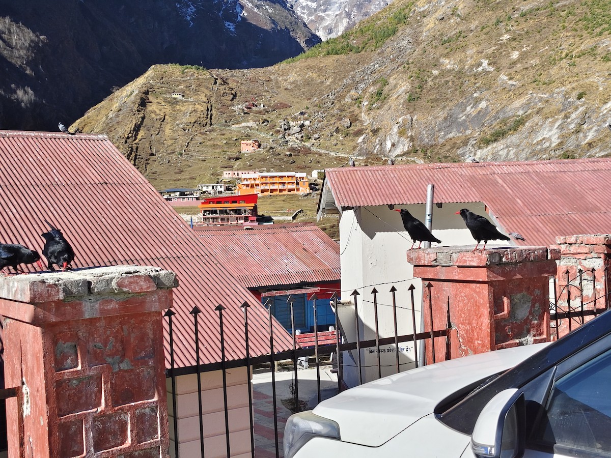 Red-billed Chough - ML644446882