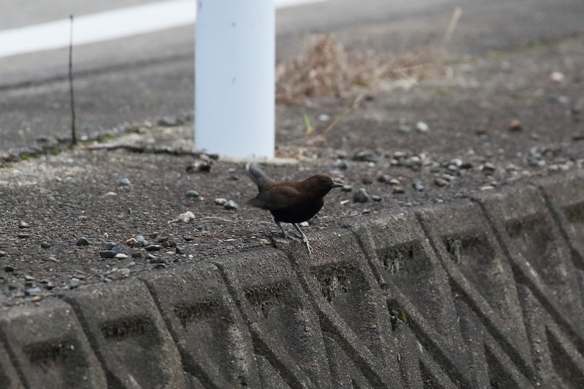 Brown Dipper - ML644446883