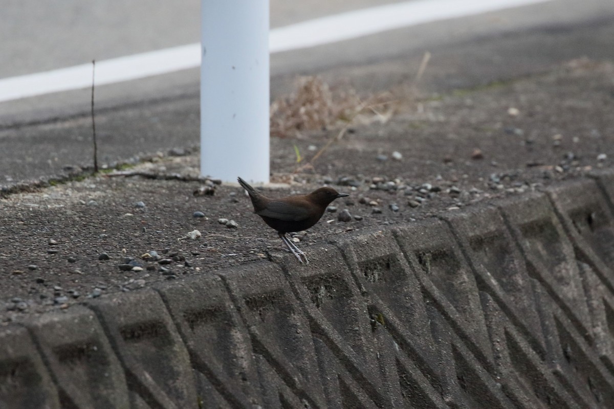 Brown Dipper - ML644446884