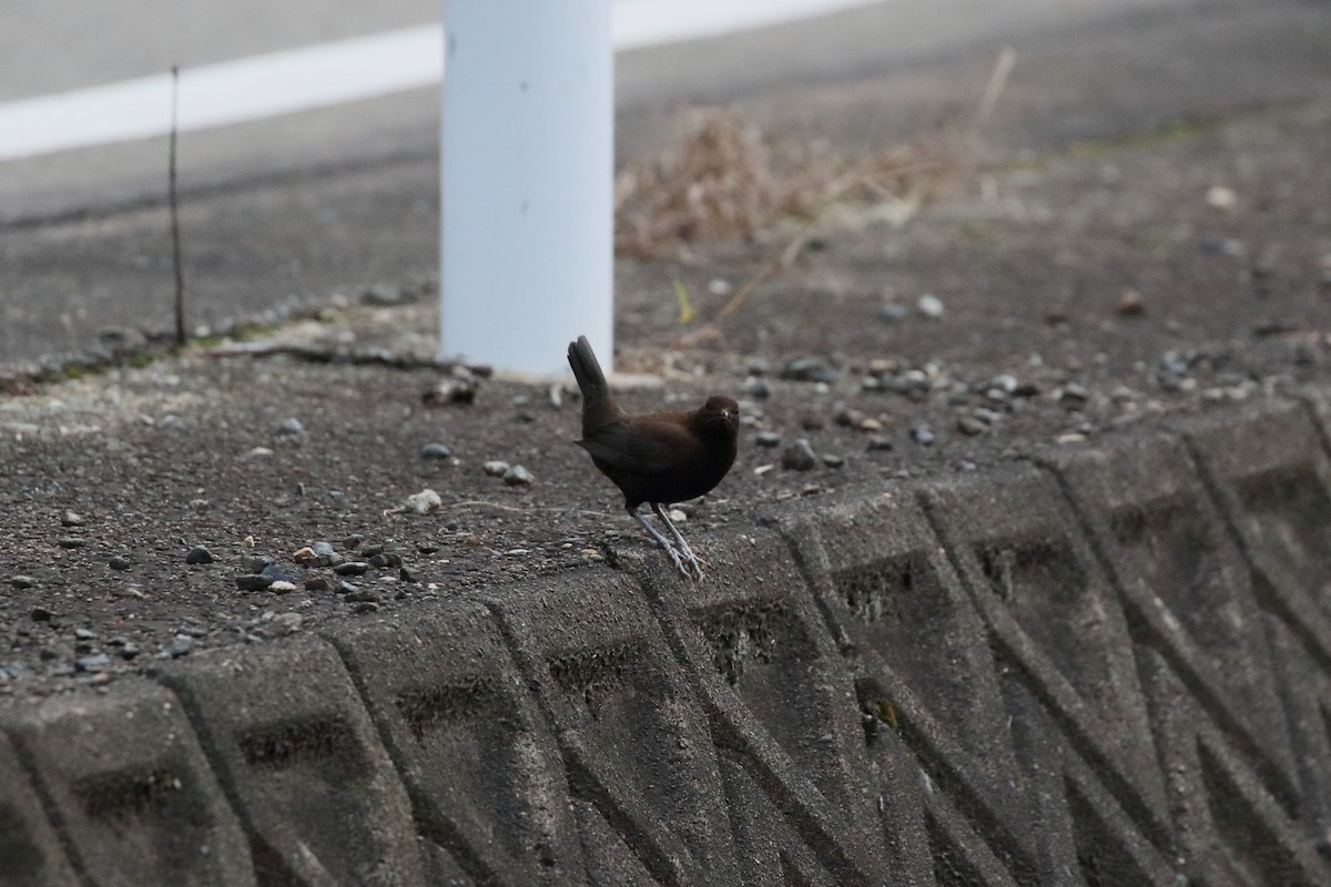 Brown Dipper - ML644446885