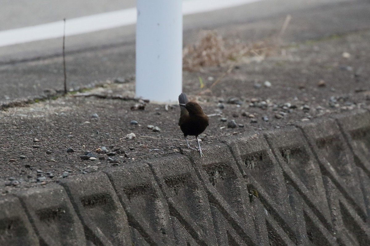 Brown Dipper - ML644446886