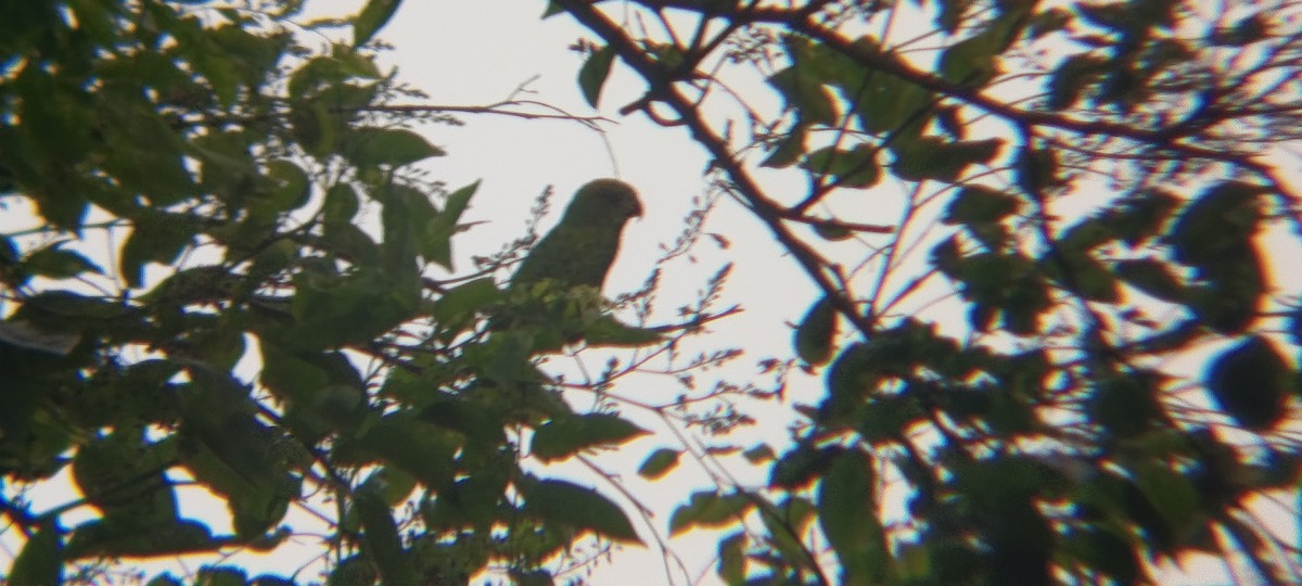 Olive-headed Lorikeet - ML644446889