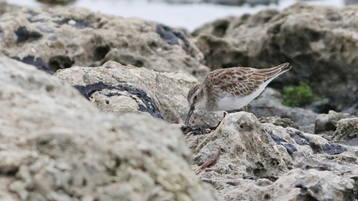 アメリカヒバリシギ - ML644446890