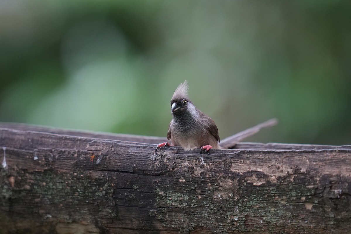 Speckled Mousebird - ML644446891