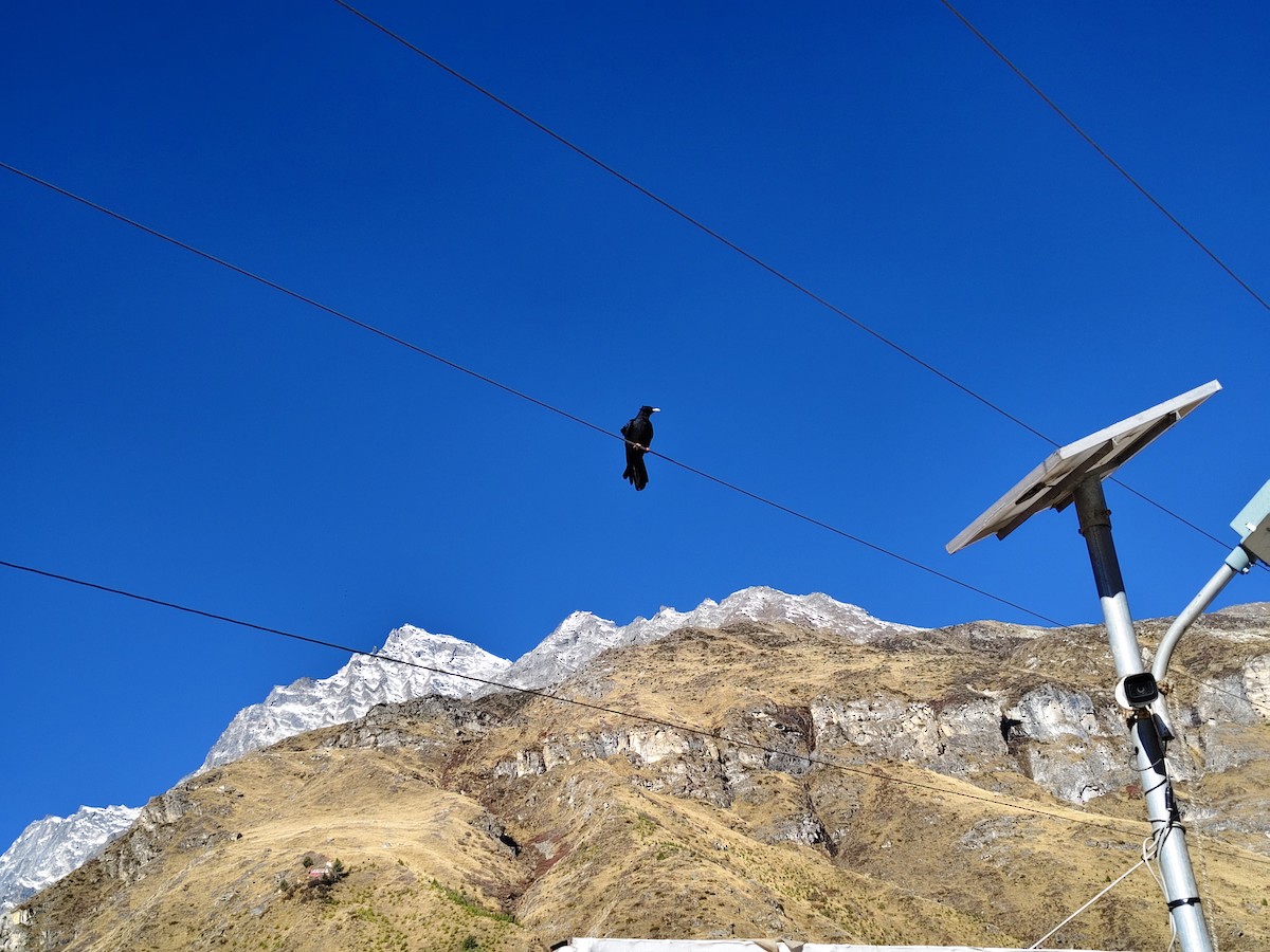 キバシガラス - ML644446892