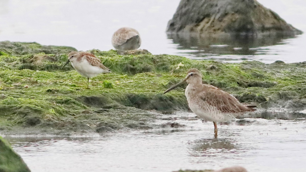 Short-billed Dowitcher - ML644446893