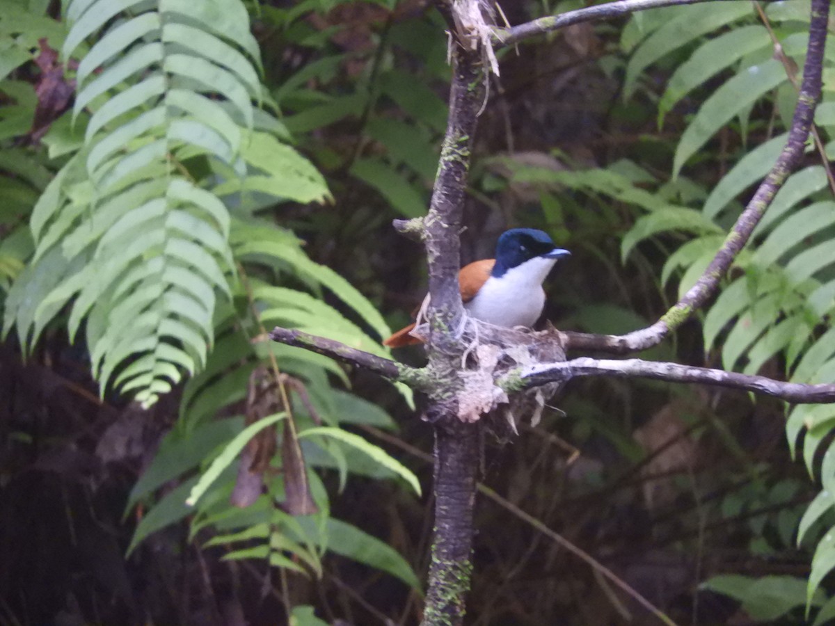 Shining Flycatcher - ML644446895