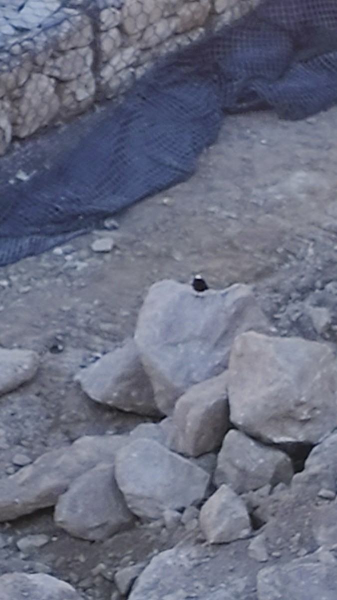 White-capped Redstart - ML644446898