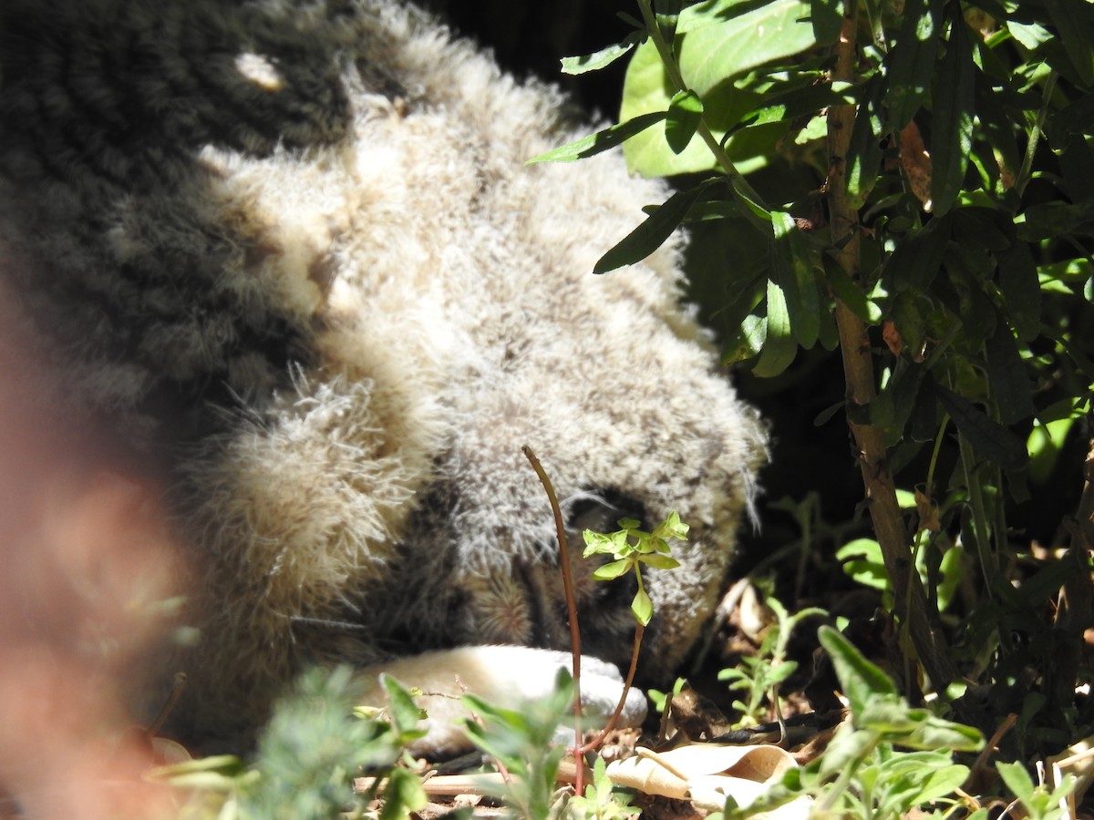 Grand-duc africain - ML644446902