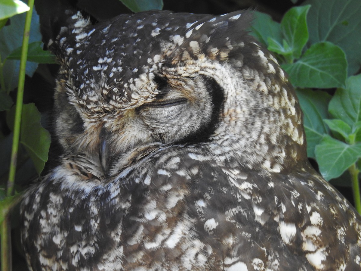 Grand-duc africain - ML644446903